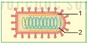 Giáo án KHTN 6 Kết nối tri thức Bài 29: Virus | Giáo án Khoa học tự nhiên 6