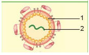 Giáo án KHTN 6 Kết nối tri thức Bài 29: Virus | Giáo án Khoa học tự nhiên 6