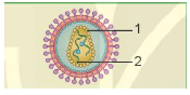 Giáo án KHTN 6 Kết nối tri thức Bài 29: Virus | Giáo án Khoa học tự nhiên 6