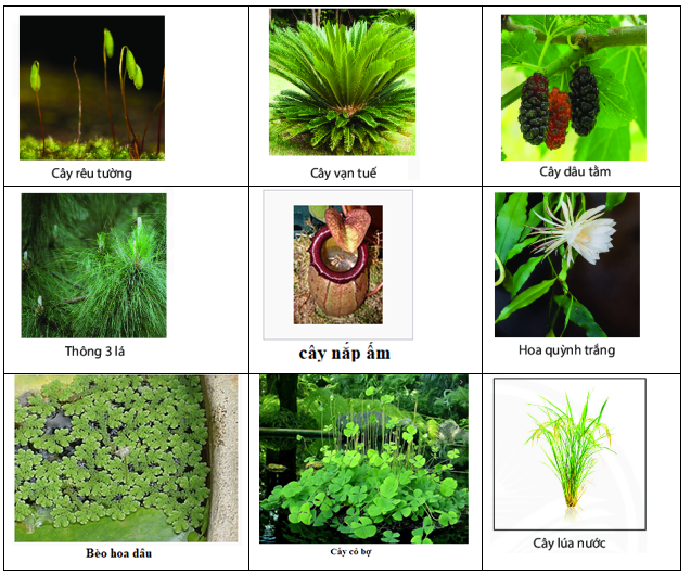 Giáo án KHTN 6 Chân trời sáng tạo Bài 30: Thực hành phân loại thực vật | Giáo án Khoa học tự nhiên 6