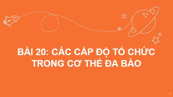 Giáo án điện tử KNTN 6 Chân trời sáng tạo Bài 20: Các cấp độ tổ chức trong cơ thể đa bào | PPT Khoa học tự nhiên 6