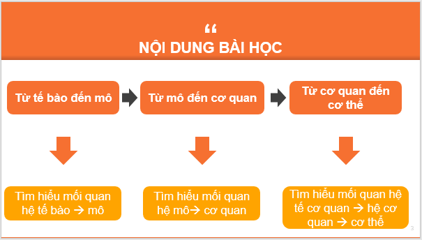 Giáo án điện tử KNTN 6 Chân trời sáng tạo Bài 20: Các cấp độ tổ chức trong cơ thể đa bào | PPT Khoa học tự nhiên 6
