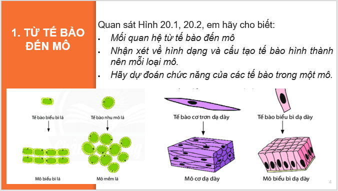 Giáo án điện tử KNTN 6 Chân trời sáng tạo Bài 20: Các cấp độ tổ chức trong cơ thể đa bào | PPT Khoa học tự nhiên 6