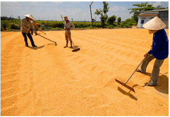 Giáo án KHTN 7 Kết nối tri thức Bài 15: Năng lượng ánh sáng. Tia sáng, vùng tối | Giáo án Khoa học tự nhiên 7 (ảnh 3)