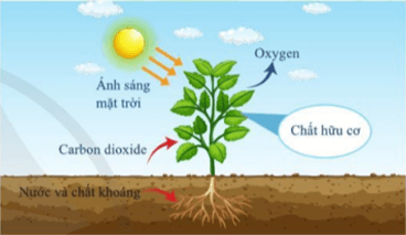 Giáo án KHTN 7 Cánh diều Bài 18: Quang hợp ở thực vật | Giáo án Khoa học tự nhiên 7