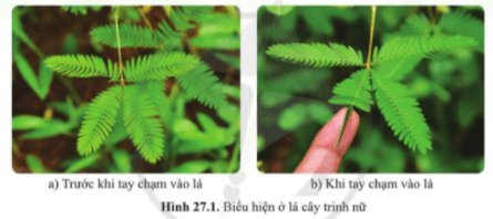 Giáo án KHTN 7 Cánh diều Bài 27: Khái quát về cảm ứng và cảm ứng ở thực vật | Giáo án Khoa học tự nhiên 7