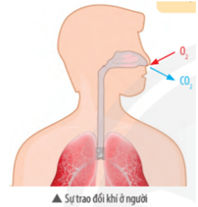 Giáo án KHTN 7 Chân trời sáng tạo Bài 27: Trao đổi khí ở sinh vật | Giáo án Khoa học tự nhiên 7