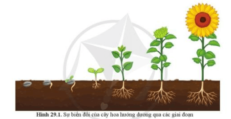 Giáo án KHTN 7 Cánh diều Bài 29: Khái quát về sinh trưởng và phát triển ở sinh vật | Giáo án Khoa học tự nhiên 7