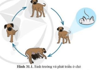 Giáo án KHTN 7 Cánh diều Bài 31: Sinh trưởng và phát triển ở động vật | Giáo án Khoa học tự nhiên 7