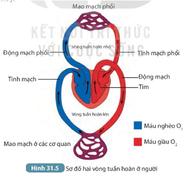 Giáo án KHTN 7 Kết nối tri thức Bài 31: Trao đổi nước và chất dinh dưỡng ở động vật | Giáo án Khoa học tự nhiên 7 (ảnh 2)