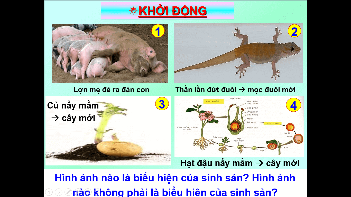 Giáo án KHTN 7 Chân trời sáng tạo Bài 37: Sinh sản ở sinh vật | Giáo án Khoa học tự nhiên 7