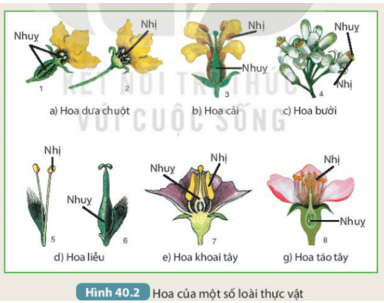 Giáo án KHTN 7 Kết nối tri thức Bài 40: Sinh sản hữu tính ở sinh vật | Giáo án Khoa học tự nhiên 7 (ảnh 2)