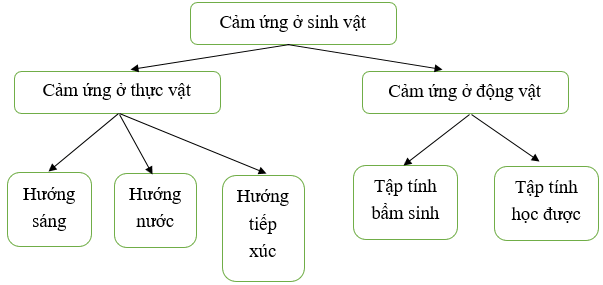 Giáo án KHTN 7 Cánh diều Bài tập Chủ đề 9, 10, 11, 12 | Giáo án Khoa học tự nhiên 7