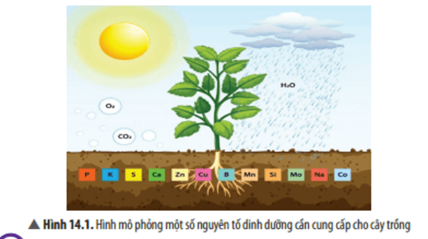 Giáo án KHTN 8 Chân trời sáng tạo Bài 14: Phân bón hoá học | Giáo án Khoa học tự nhiên 8