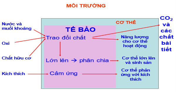 Giáo án KHTN 8 Kết nối tri thức Bài 34: Hệ hô hấp ở người | Giáo án Khoa học tự nhiên 8