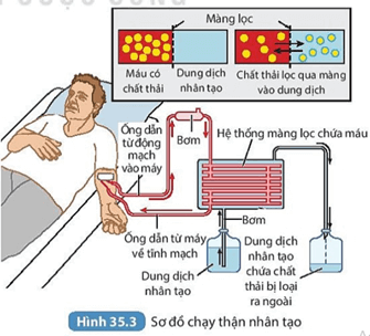 Giáo án KHTN 8 Kết nối tri thức Bài 35: Hệ bài tiết ở người | Giáo án Khoa học tự nhiên 8