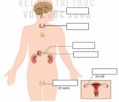 Giáo án KHTN 8 Kết nối tri thức Bài 38: Hệ nội tiết ở người | Giáo án Khoa học tự nhiên 8