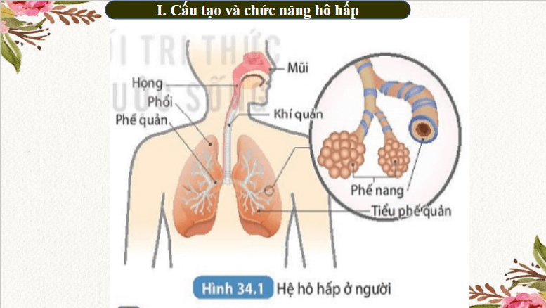 Giáo án điện tử KHTN 8 Kết nối tri thức Bài 34: Hệ hô hấp ở người | PPT Khoa học tự nhiên 8