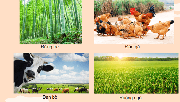 Giáo án điện tử KHTN 8 Cánh diều Bài 39: Quần thể sinh vật | PPT Khoa học tự nhiên 8