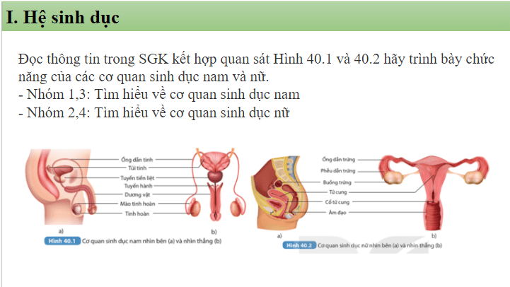Giáo án điện tử KHTN 8 Kết nối tri thức Bài 40: Sinh sản ở người | PPT Khoa học tự nhiên 8