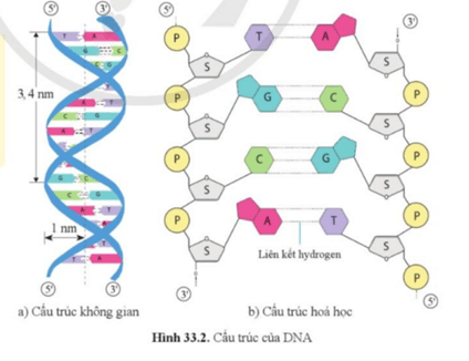 Giáo án KHTN 9 Cánh diều Bài 33: Gene là trung tâm của di truyền học | Giáo án Khoa học tự nhiên 9