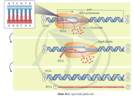 Giáo án KHTN 9 Cánh diều Bài 34: Từ gene đến tính trạng | Giáo án Khoa học tự nhiên 9