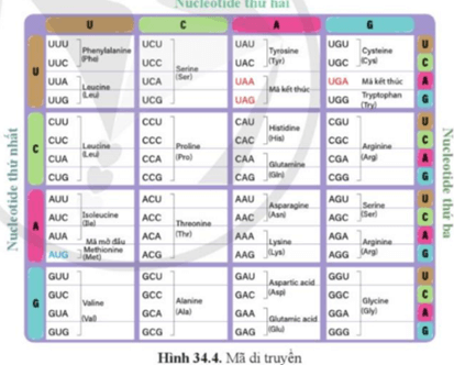 Giáo án KHTN 9 Cánh diều Bài 34: Từ gene đến tính trạng | Giáo án Khoa học tự nhiên 9