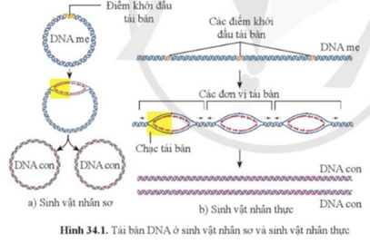 Giáo án KHTN 9 Cánh diều Bài 34: Từ gene đến tính trạng | Giáo án Khoa học tự nhiên 9