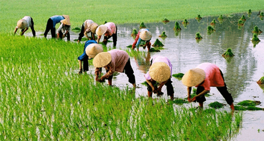 Giáo án Lịch Sử và Địa Lí lớp 4 Bài 8: Thiên nhiên vùng Đồng bằng Bắc Bộ | Kết nối tri thức