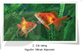 Giáo án Mĩ thuật lớp 3 Kết nối tri thức Chủ đề 3: Màu sắc em yêu