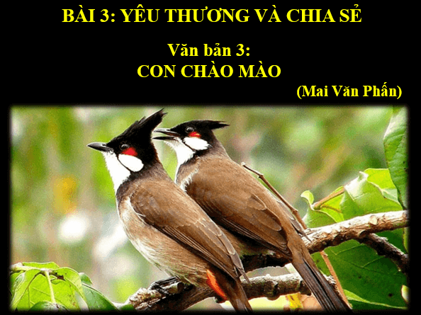 Giáo án điện tử bài Con chào mào | PPT Văn 6 Kết nối tri thức