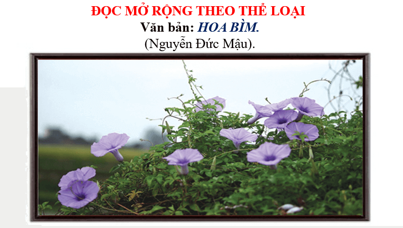 Giáo án điện tử bài Hoa bìm | PPT Văn 6 Chân trời sáng tạo