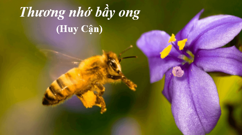 Giáo án điện tử bài Thương nhớ bầy ong | PPT Văn 6 Chân trời sáng tạo