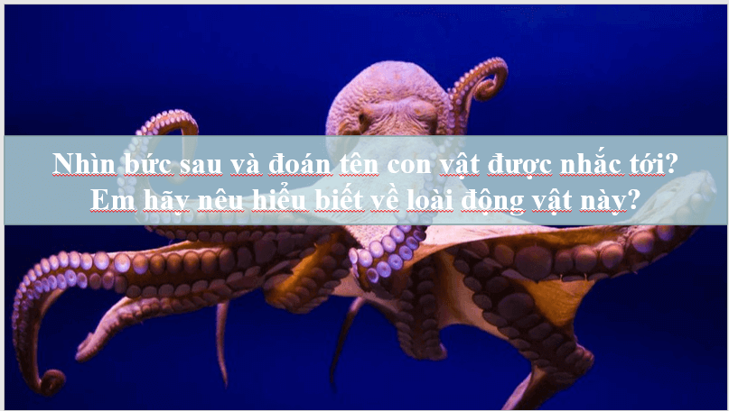 Giáo án điện tử bài Bạch tuộc (Trích tiểu thuyết Hai vạn dặm dưới đáy biển) | PPT Văn 7 Cánh diều