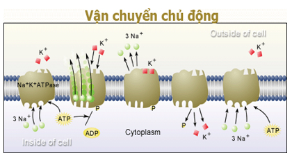 Giáo án Sinh học 10 Bài 11: Vận chuyển các chất qua màng sinh chất | Giáo án Sinh học 10 mới, chuẩn nhất