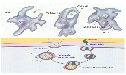 Giáo án Sinh học 10 Bài 11: Vận chuyển các chất qua màng sinh chất | Giáo án Sinh học 10 mới, chuẩn nhất