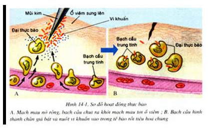 Giáo án Sinh học 10 Bài 11: Vận chuyển các chất qua màng sinh chất | Giáo án Sinh học 10 mới, chuẩn nhất