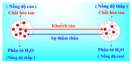 Giáo án Sinh học 10 Bài 11: Vận chuyển các chất qua màng sinh chất | Giáo án Sinh học 10 mới, chuẩn nhất