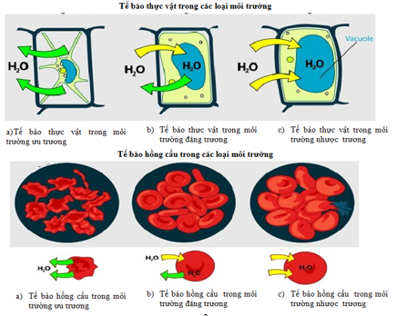 Giáo án Sinh học 10 Bài 11: Vận chuyển các chất qua màng sinh chất | Giáo án Sinh học 10 mới, chuẩn nhất