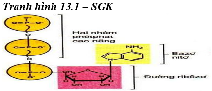 Giáo án Sinh học 10 Bài 13: Khái quát về năng lượng và chuyển hóa vật chất | Giáo án Sinh học 10 mới, chuẩn nhất