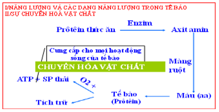 Giáo án Sinh học 10 Bài 13: Khái quát về năng lượng và chuyển hóa vật chất | Giáo án Sinh học 10 mới, chuẩn nhất