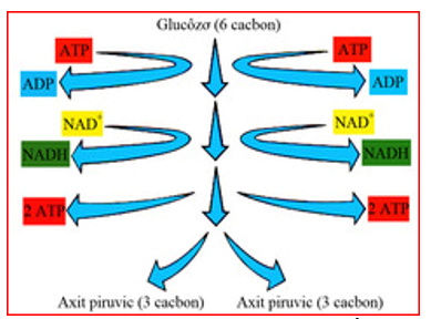 Giáo án Sinh học 10 Bài 16: Hô hấp tế bào | Giáo án Sinh học 10 mới, chuẩn nhất