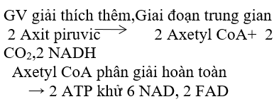 Giáo án Sinh học 10 Bài 16: Hô hấp tế bào | Giáo án Sinh học 10 mới, chuẩn nhất