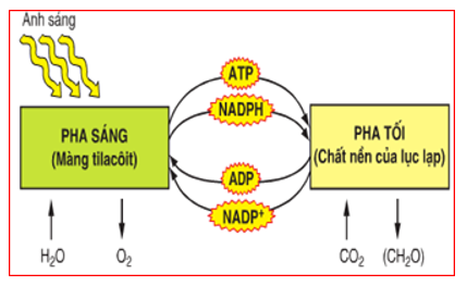 Giáo án Sinh học 10 Bài 17: Quang hợp | Giáo án Sinh học 10 mới, chuẩn nhất