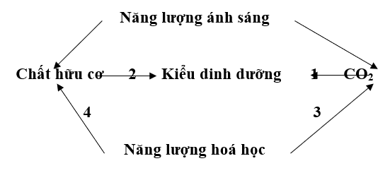 Giáo án Sinh học 10 Bài 33: Ôn tập phần sinh học vi sinh vật | Giáo án Sinh học 10 mới, chuẩn nhất