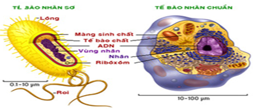 Giáo án Sinh học 10 Bài 8: Tế bào nhân thực | Giáo án Sinh học 10 mới, chuẩn nhất