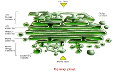 Giáo án Sinh học 10 Bài 8: Tế bào nhân thực | Giáo án Sinh học 10 mới, chuẩn nhất