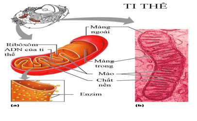 Giáo án Sinh học 10 Bài 8: Tế bào nhân thực | Giáo án Sinh học 10 mới, chuẩn nhất