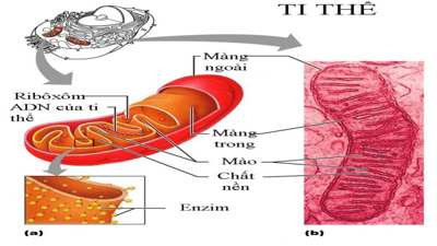 Giáo án Sinh học 10 Bài 9, 10: Tế bào nhân thực (tiếp theo) | Giáo án Sinh học 10 mới, chuẩn nhất