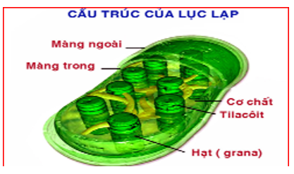 Giáo án Sinh học 10 Bài 9, 10: Tế bào nhân thực (tiếp theo) | Giáo án Sinh học 10 mới, chuẩn nhất